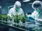 Tilray Brands, Inc. (NASDAQ:TLRY) Q3 2024 Earnings Call Transcript