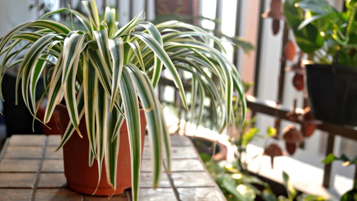 7 Spider Plant Benefits And Why Your Home Needs One