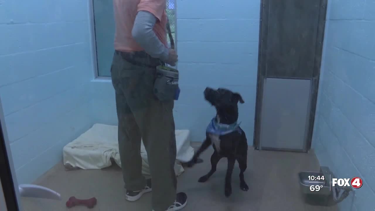 Cape Coral Animal Shelter shares story of Stanley the dog