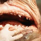 Shark Hunts Diver on Four-Mile Swim ‘Deciding If He Was on the Menu’