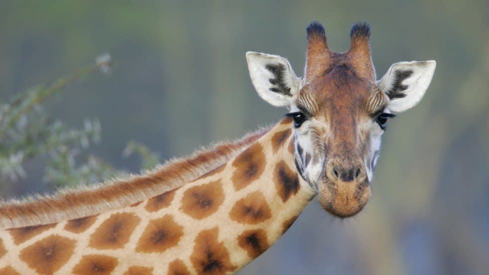 Жираф уби малко дете в дивечов парк в Южна Африка