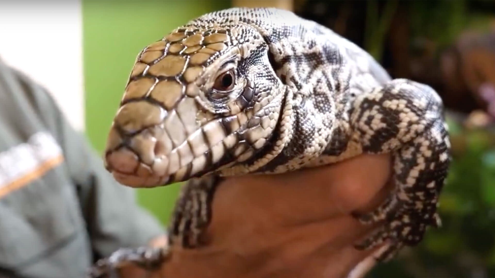 Georgia Officials Are Trying to Stop Harmful, Invasive Lizards That Can