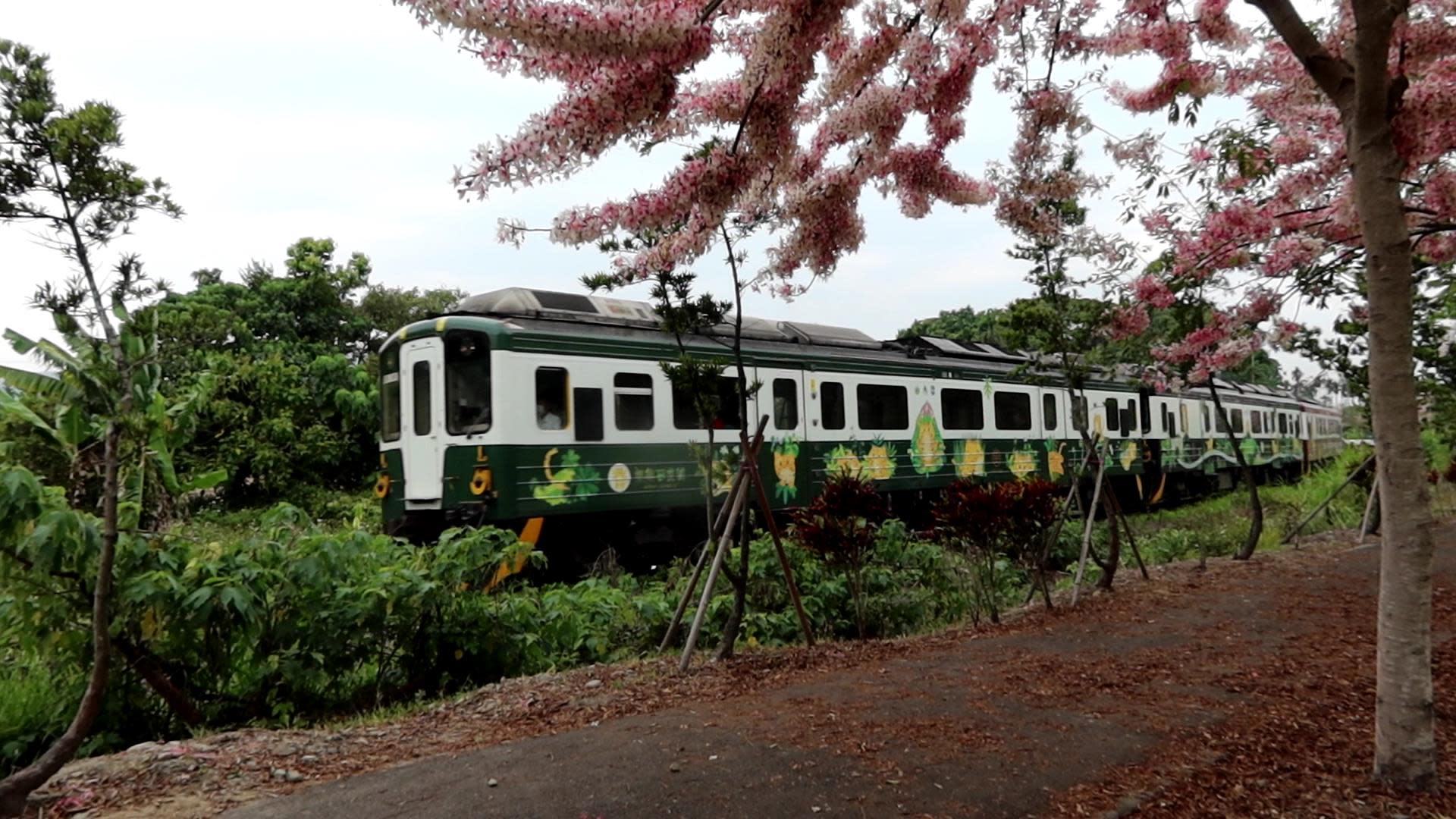 影 桃紅陣雨繽紛來襲二水源泉賞花追火車 Yahoo奇摩股市