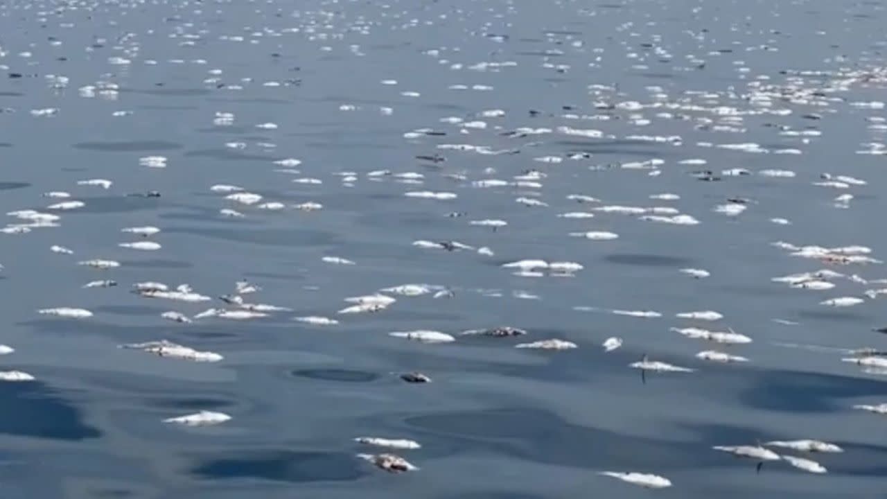 Hundreds of dead fish spotted floating off Thai coast