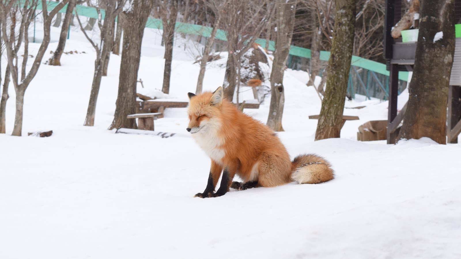 難以抵擋的毛茸茸魅力宮城藏王狐狸村 旅遊 Yahoo奇摩行動版