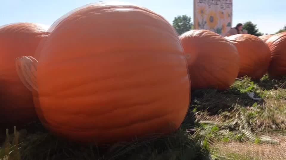 Pumpkin spice scented trash bags are back