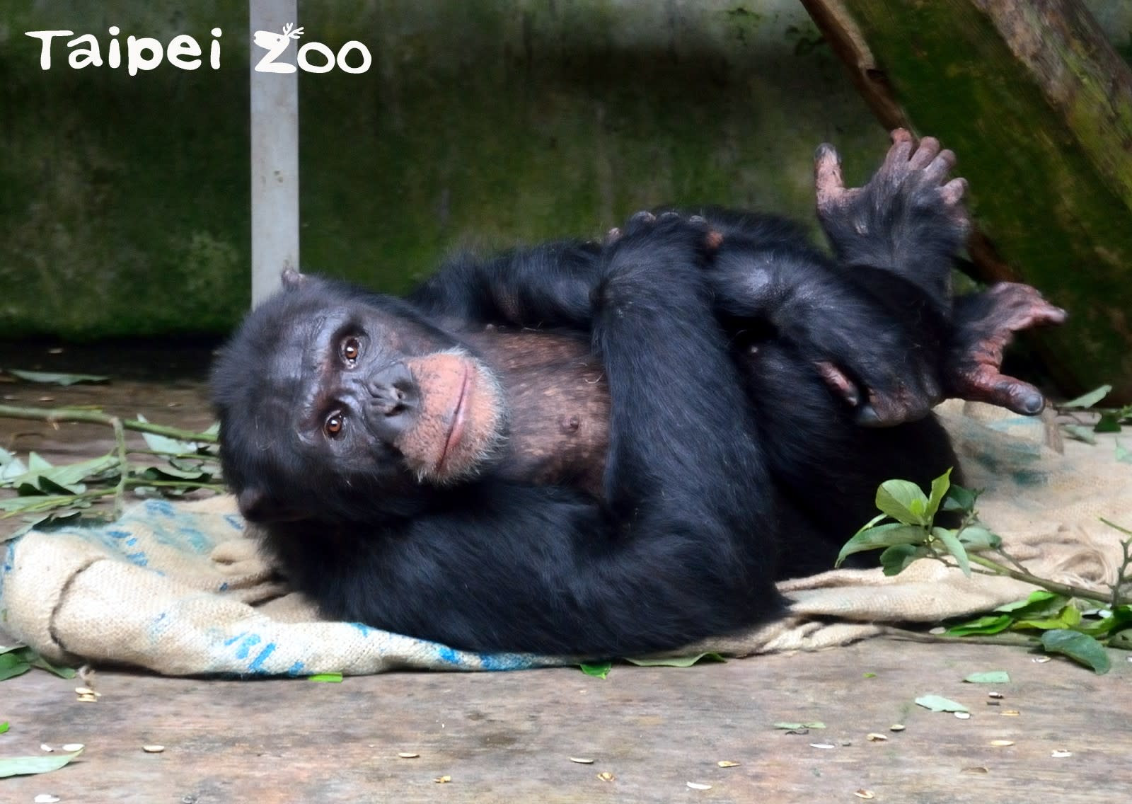 動物也怕冷 園區禦寒花招多黑猩猩愛喝薑茶保暖