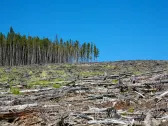 25 Countries With The Highest Deforestation Rates in the World