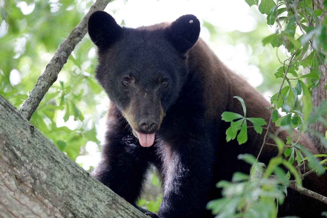 ‘Dark shape’ in Michigan brush sparks bear report. Closer look reveals something..