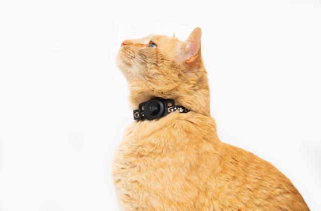 Ring announces a wearable for your lost pets that's just a QR code