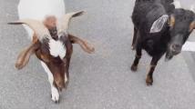 WATCH: Goats jump into 28/22 News car