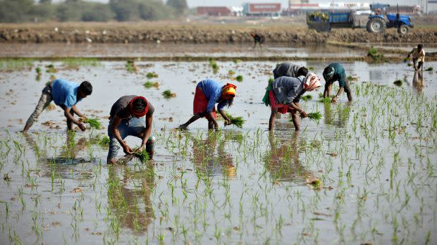 Amid droughts and floods, India’s tribal farmers rediscover the merits of indigenous crop - Yahoo Finance