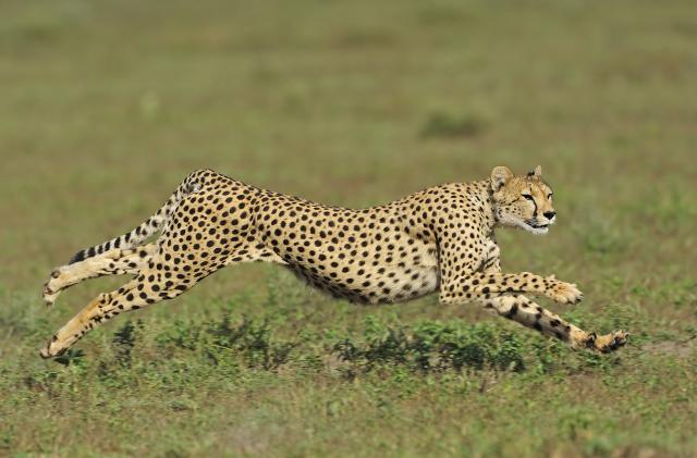 cheetah (Acinonyx jubatus) in the Serengeti National Park