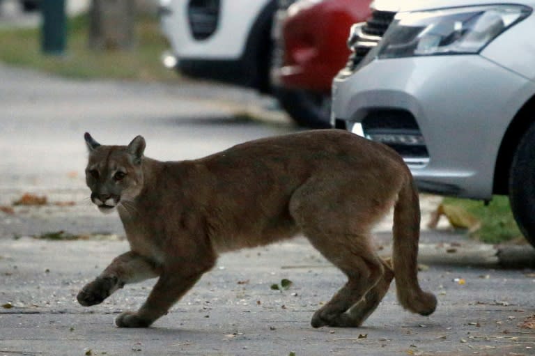 Wild puma captured in deserted Chile 