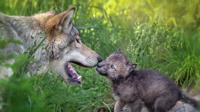 Mom Gray Wolf and her newborn pup sharing a tender moment, Quebec, Canada