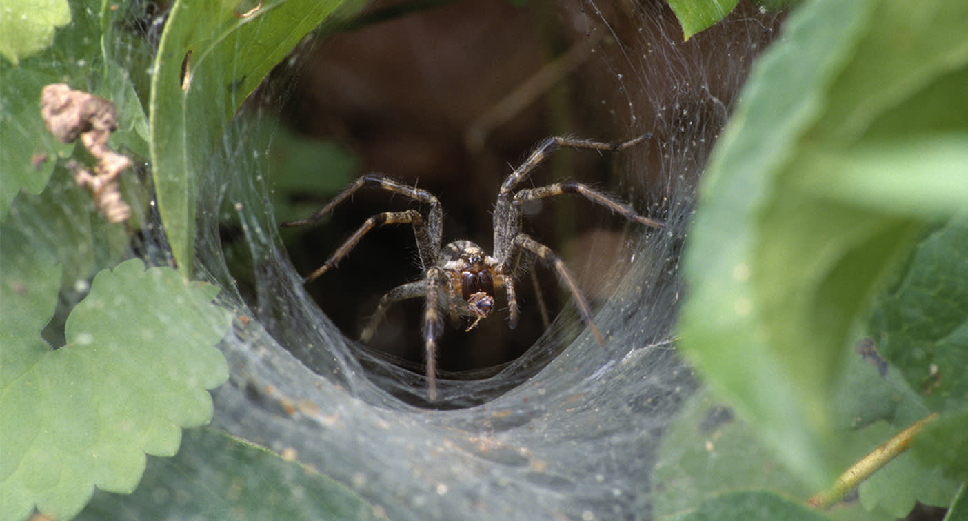 Funnelweb spider season starts early in Australia