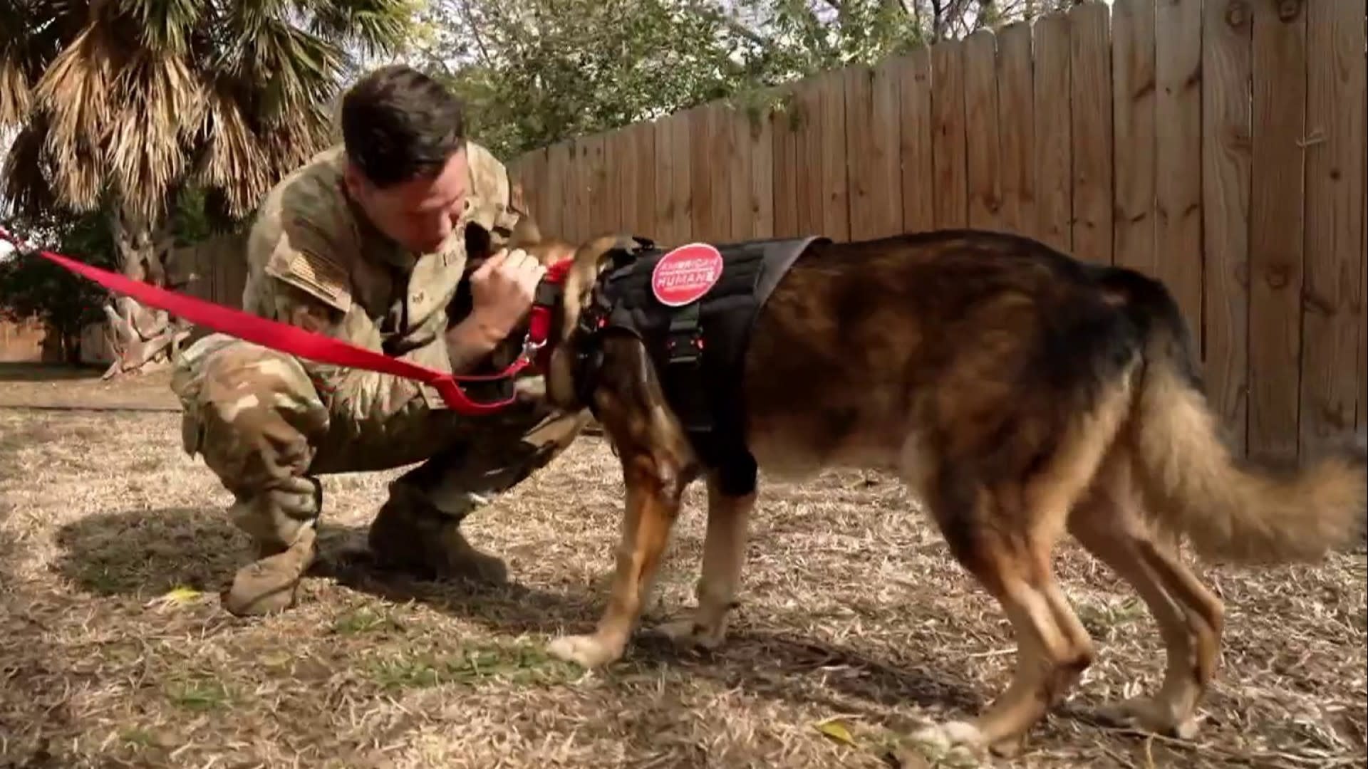 Retirement Ceremony For Military Dog Sgt Rex And Saved From Death
