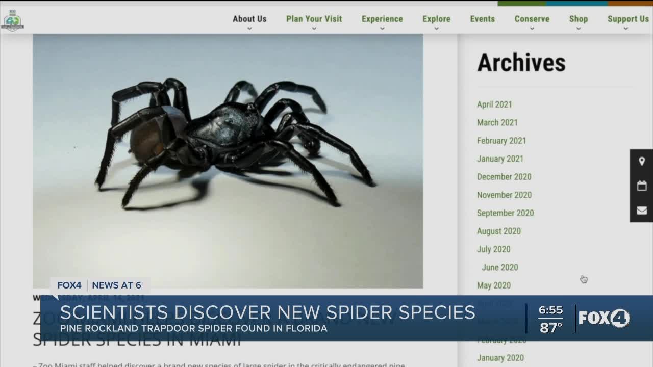 Pine Rockland Trapdoor Spider: Venomous Creature Found at Miami Zoo