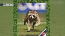 Raccoon on soccer field causes chaos at Subaru Park during a Union game