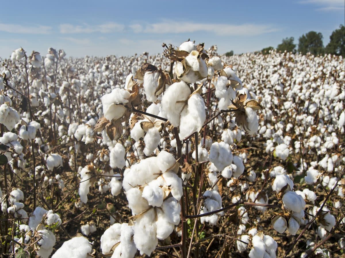 棉花大戰 大陸宣佈全面抵制拒用新疆棉花廠牌