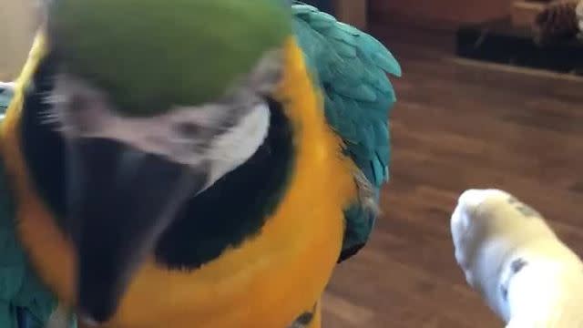 screaming parrot