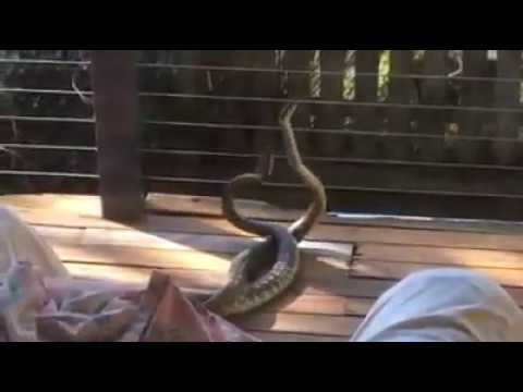 Clash of the pythons: Two snakes battle it out in shower before Qld mum  intervenes