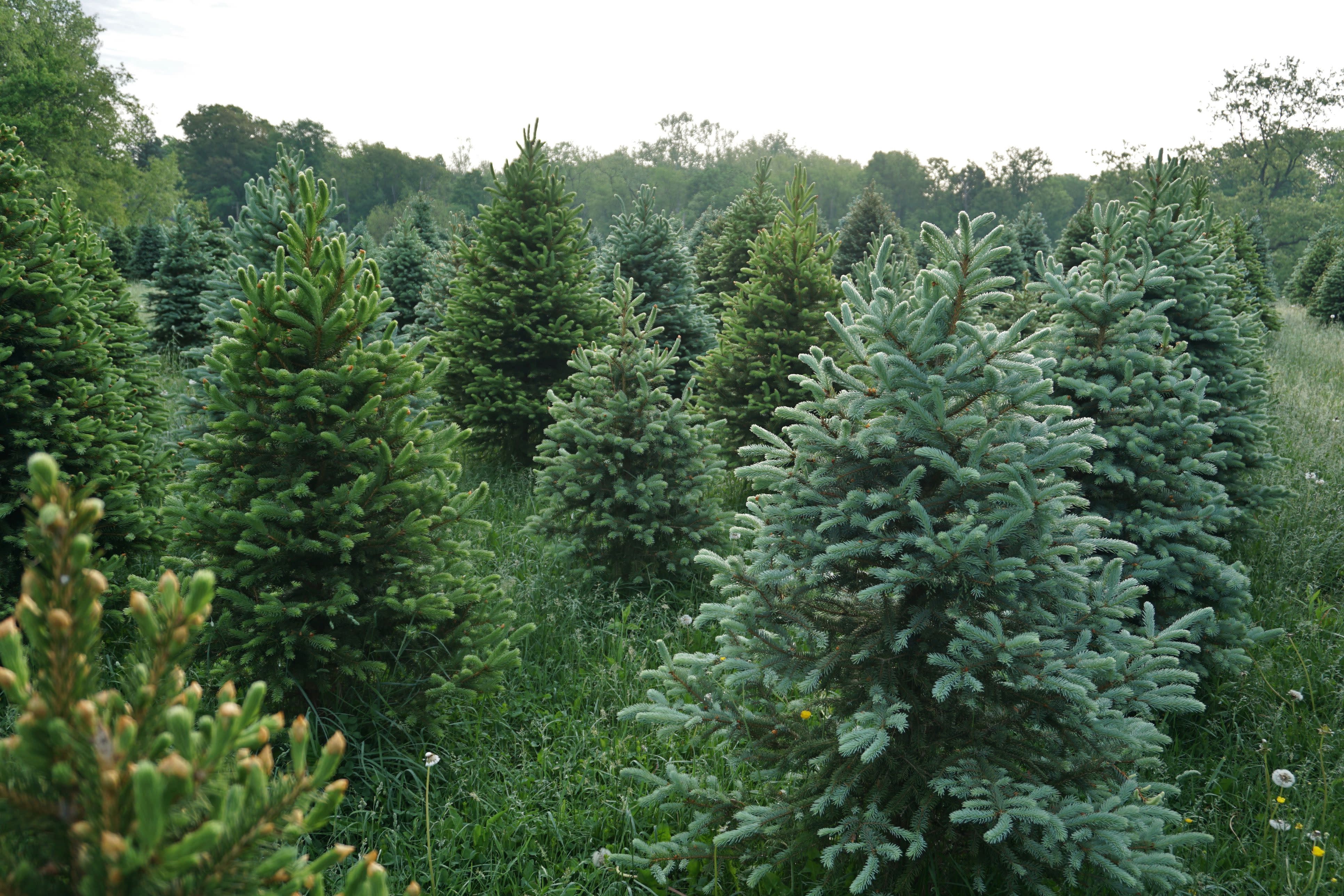 See If You Live Close to the Best Christmas Tree Farm In Your State