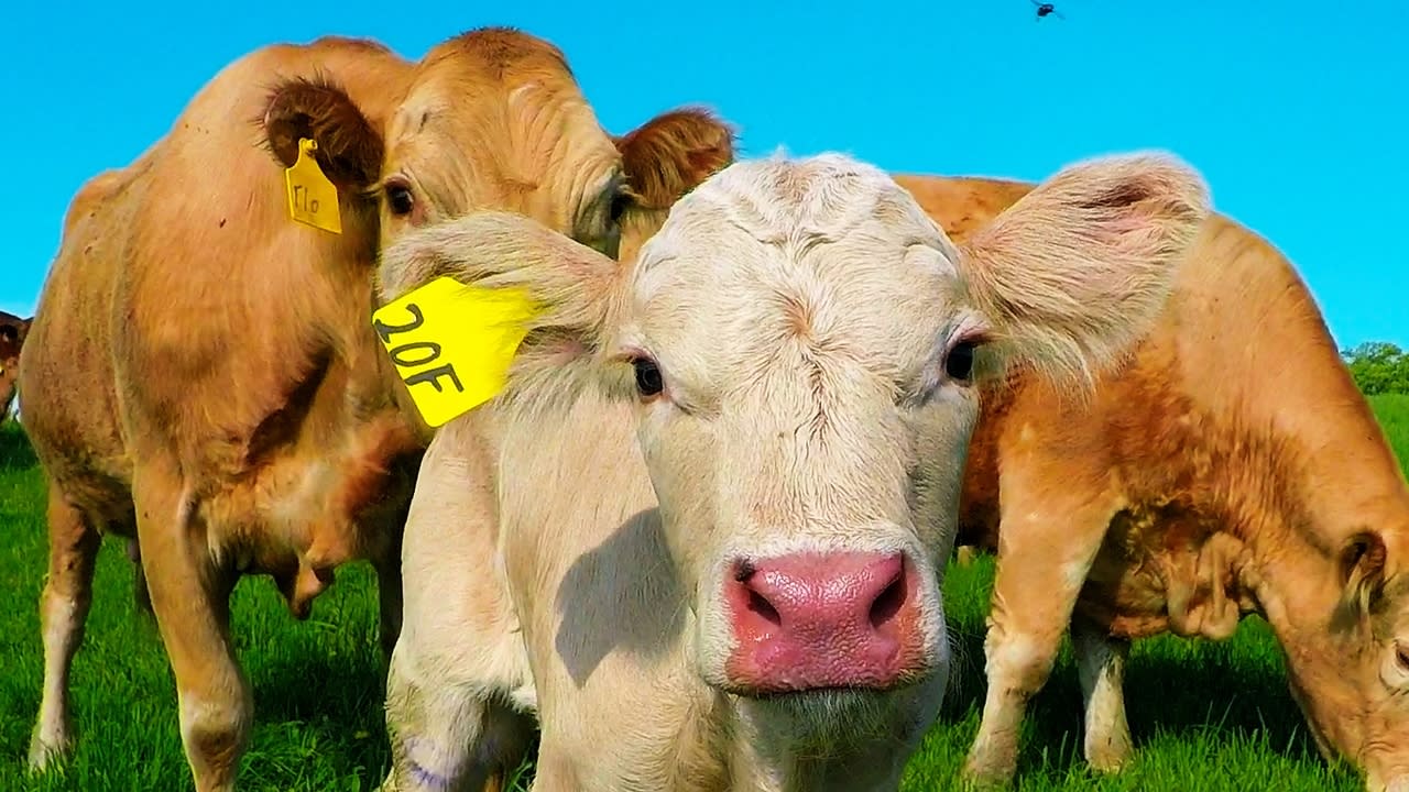 Mother cow clearly asks man to rescue her newborn calf