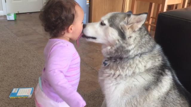 husky puppies kissing