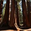 Siccità ha causato danni irreversibili a foreste California