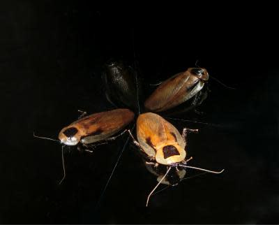 Cockroaches Use Their Own Internal GPS to Get Around