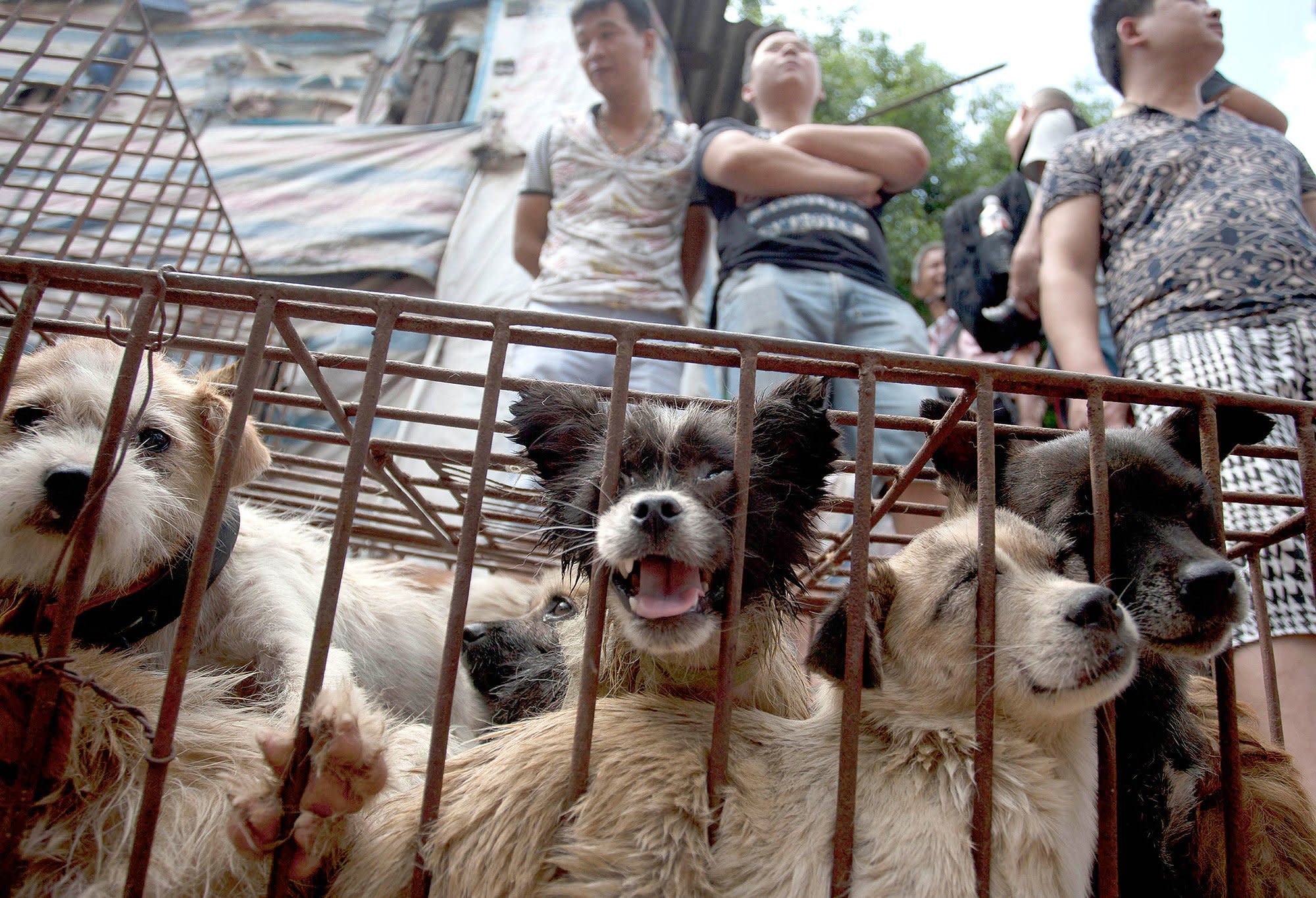Everything You Need to Know about the Yulin Dog Meat Festival, and How