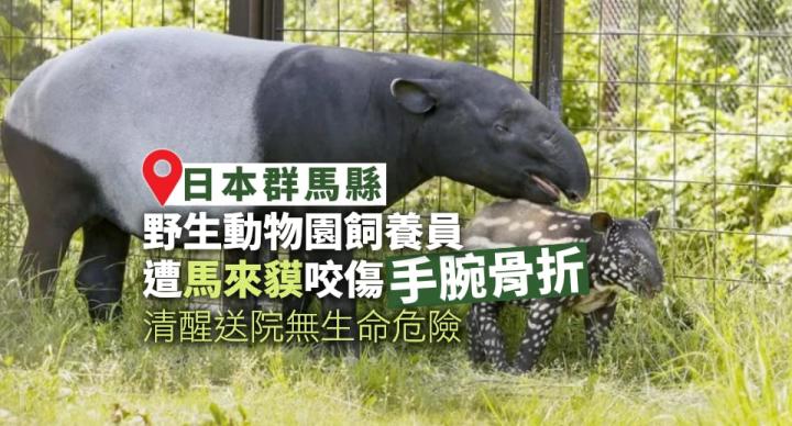 日本野生動物園發生馬來貘咬人