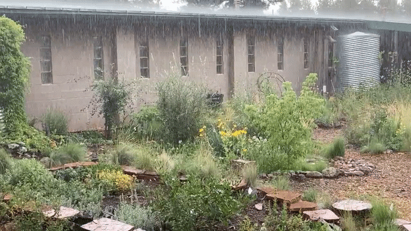 Flagstaff Garden accueille la pluie de mousson