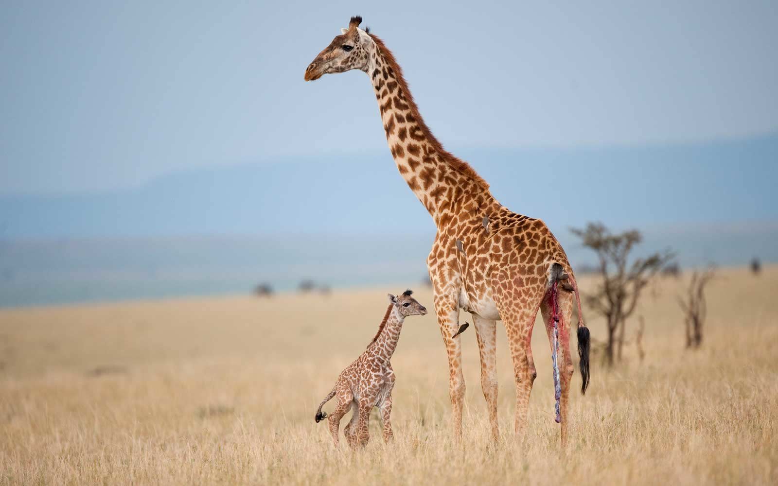 The Giraffe Could Soon Be Considered an Endangered Species