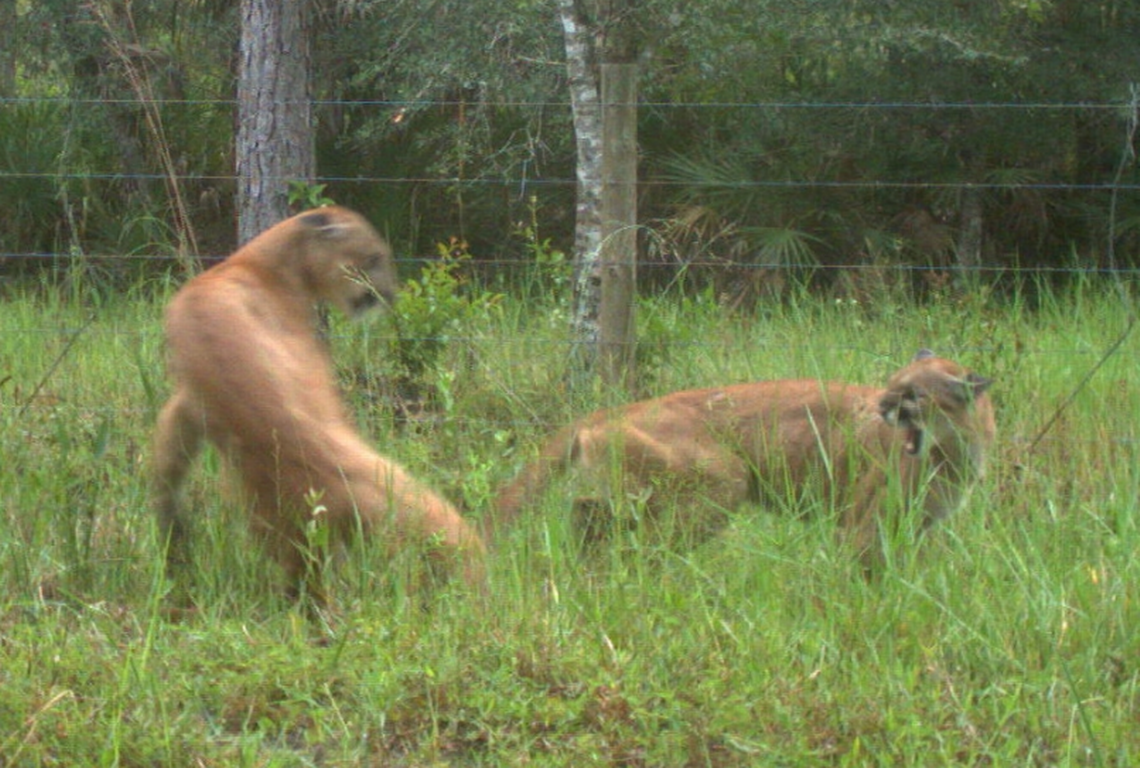 Panthers are caught on wildlife cam making baby panthers in Florida. It’s a first