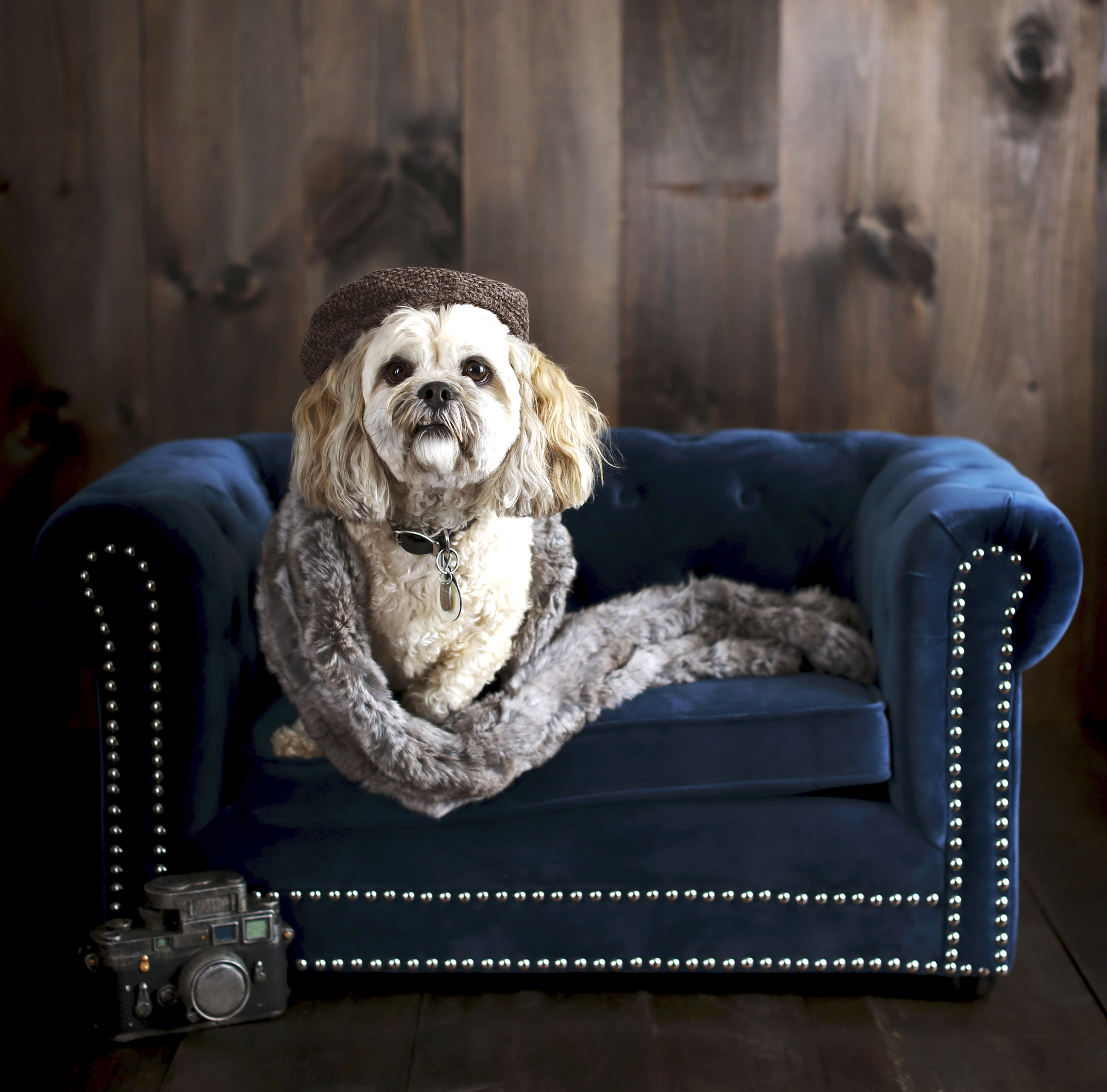 The Latest In Pet Furniture Pieces That Fit A Home S Decor