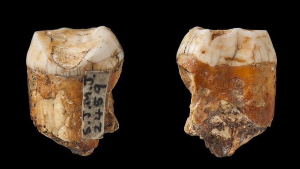 Antique Jersey Teeth Find Tips for Neanderthal Mixing