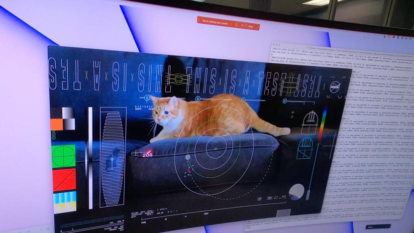 An image of Taters the cat displayed on a curved computer monitor