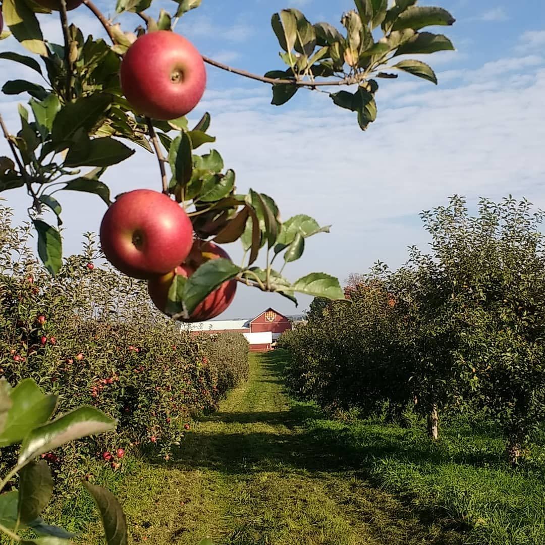 50 Festive Places To Go Apple Picking Across The Country