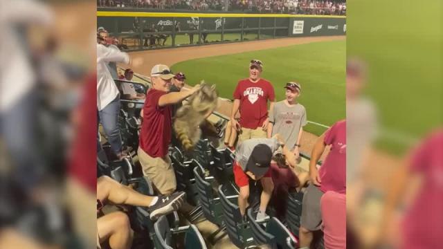 WATCH: Arkansas baseball fan catches 'Rally Raccoon' with bare hands