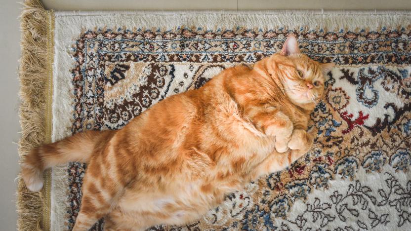 A very fat cat is lying on the сarpet on its back. This is red Ameriacan Wirehair male cat. Flat lay.