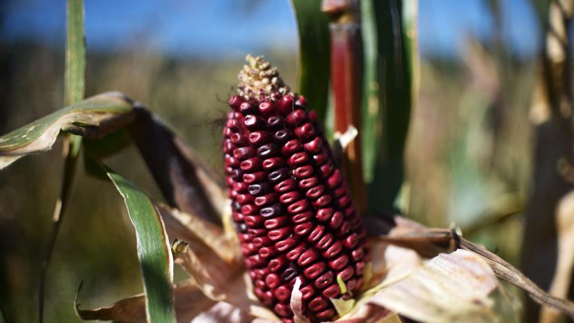 View of corn crops at an organic corn field in Milpa Alta, state of Mexico, on October 18, 2021. - At the beginning of the year, the Mexican government announced the prohibition of transgenic corn imports and the reduction of the use of glyphosate, until phasing it out by 2024. (Photo by RODRIGO ARANGUA / AFP) (Photo by RODRIGO ARANGUA/AFP via Getty Images)