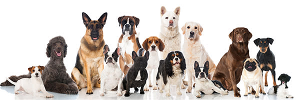 Clases Y Caracteristicas De Perros