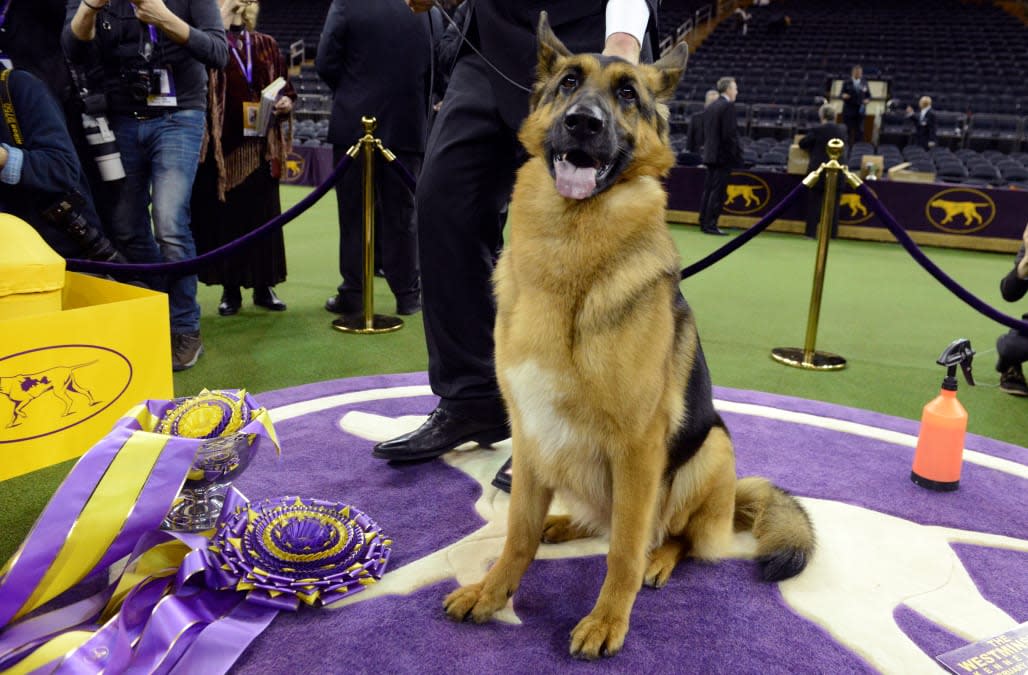 German shepherd wins Best in Show at Westminster Kennel Club Dog Show
