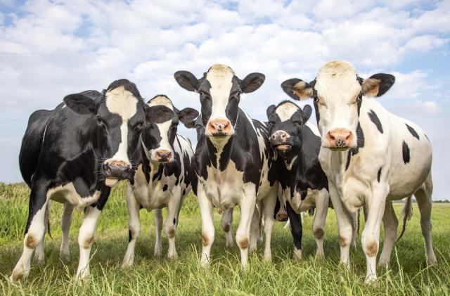 Cows together gathering in the pasture, funny and joyful and a blue cloudy sky.