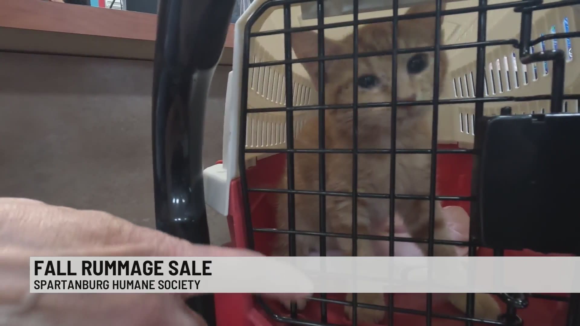 Bun Bun's getting buff at Spartanburg Humane Society