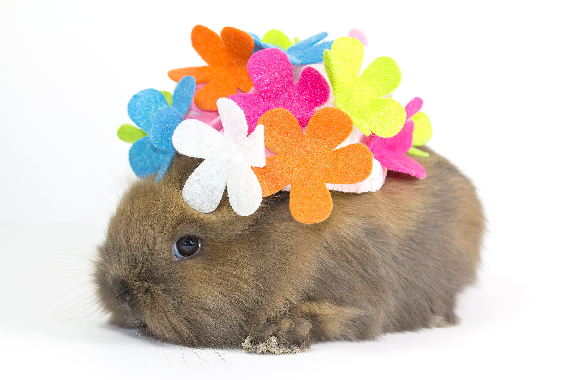 7 Famous Instagram Rabbits You Need To Follow Right Now That Aren T The Easter Bunny