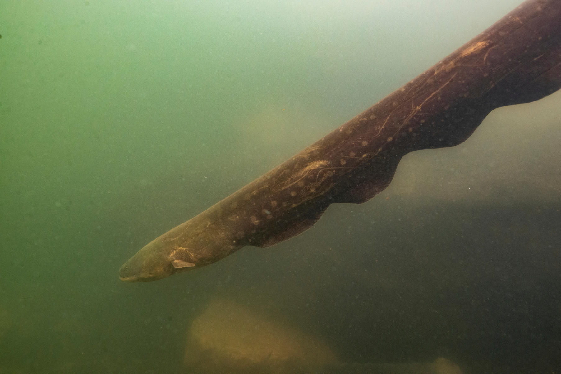 Jolting discovery Powerful new electric eel found