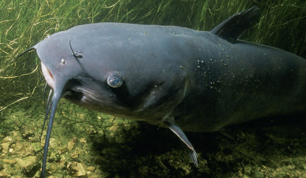 Reel Big: 112-Pound Catfish Caught in North Carolina